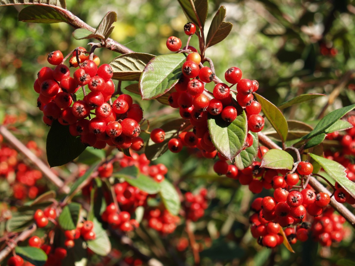 Cotoneáster Flora Jardim Gulbenkian