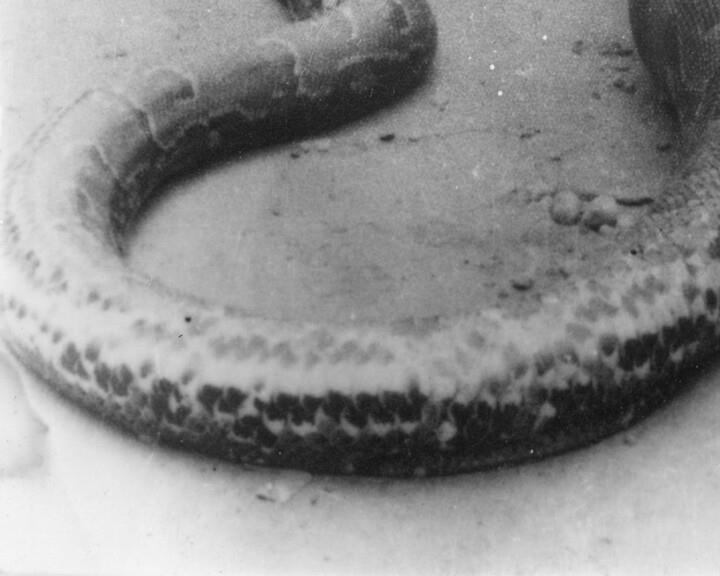 Frames do vídeo de Daniel Barroca, «Soldier Playing with Dead Lizard», 2008 (Col. CAM, Inv. 19IM101)