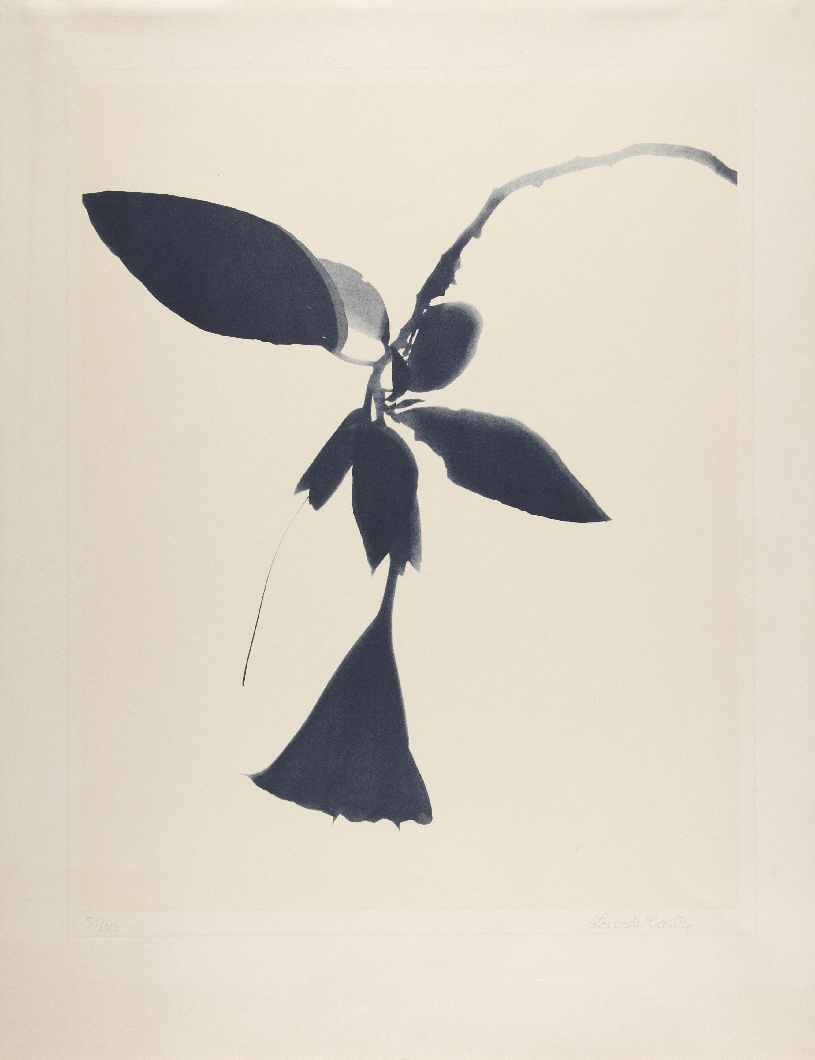 Grande herbário de sombras (Sombra de Datura)