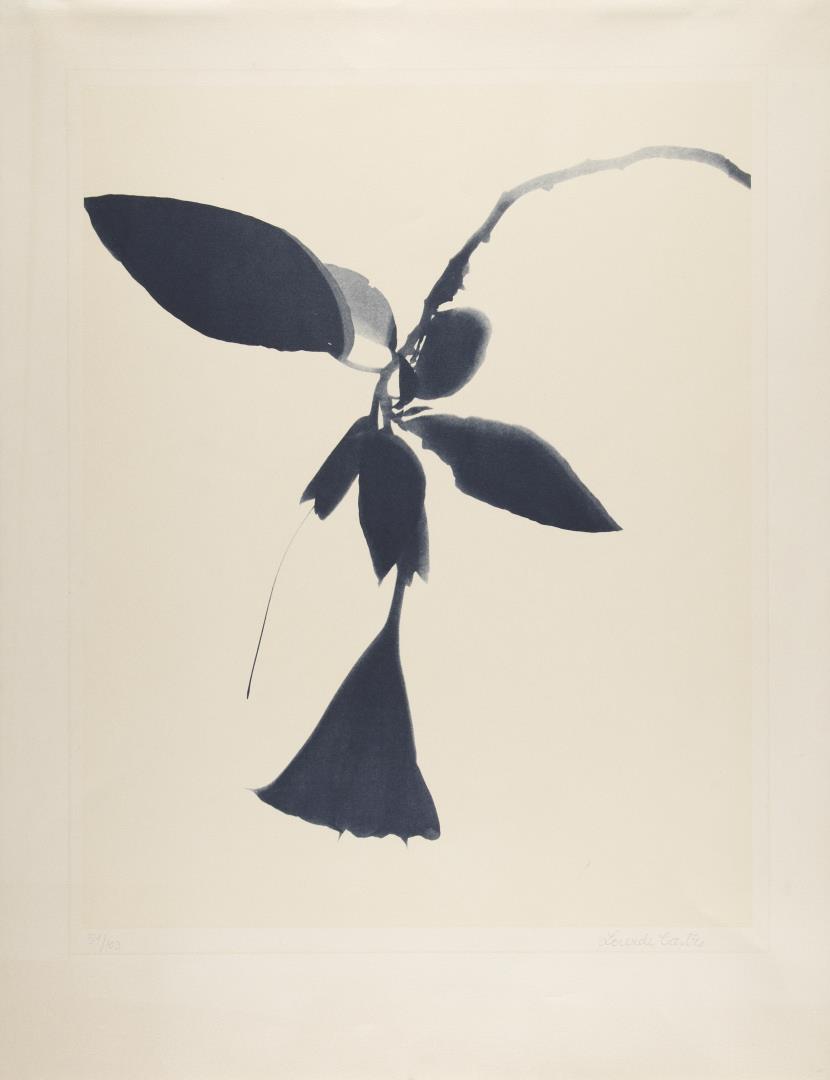 Grande herbário de sombras (Sombra de Datura)