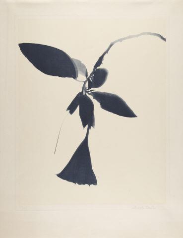Grande herbário de sombras (Sombra de Datura)