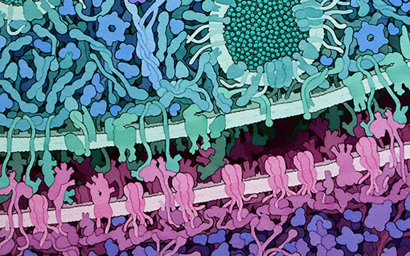 Aguarela, Goodsell