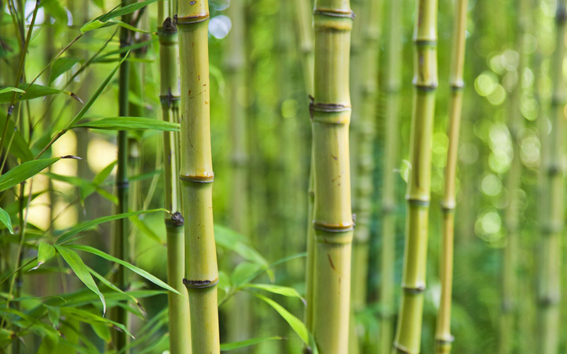 Bambu