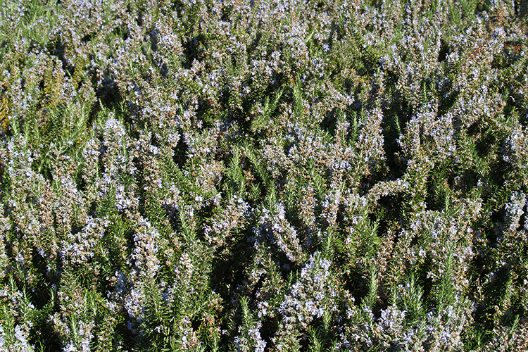 Alecrim Flora Jardim Gulbenkian