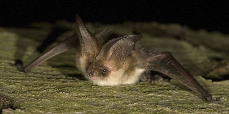 Como E Que Os Morcegos Cacam De Noite Jardim Gulbenkian As colônias de morcegos facilitam o controle de pestes. como e que os morcegos cacam de noite