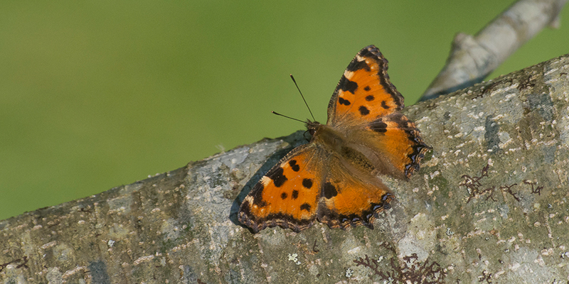 Nymphalis polychloros © Rui Felix