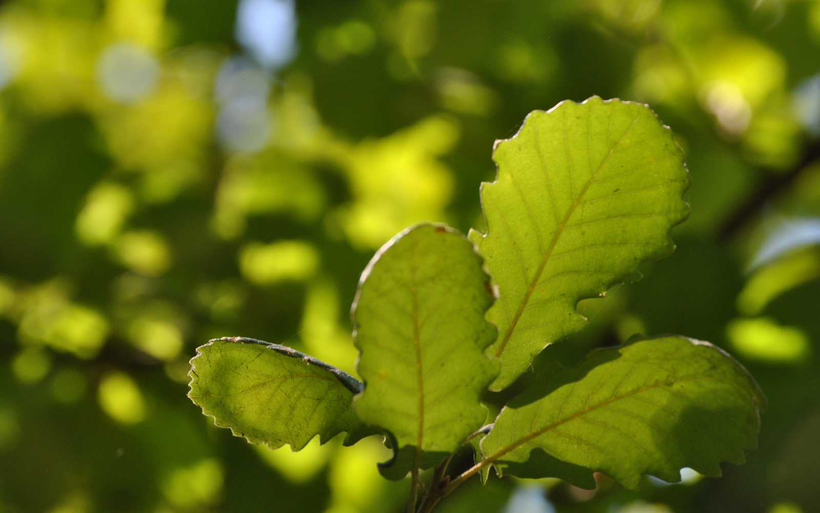 Why do some trees keep their leaves in autumn and winter? Jardim
