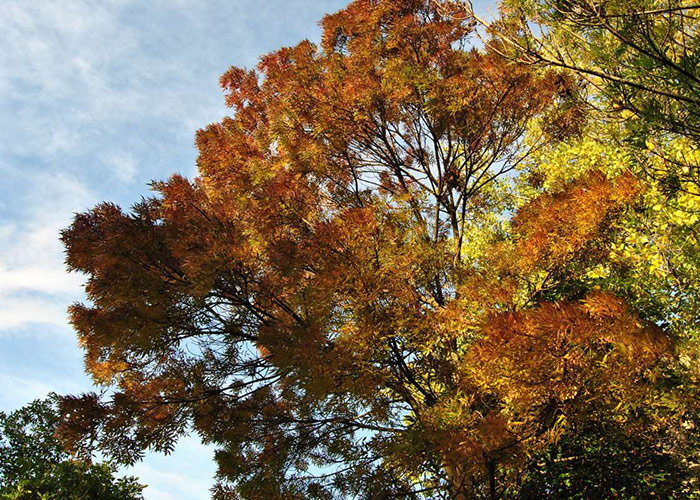 Why do some trees keep their leaves in autumn and winter? Jardim