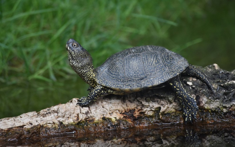 Do tortoises hibernate in Portugal? | Jardim Gulbenkian