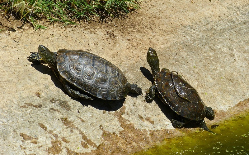 Do tortoises hibernate in Portugal? | Jardim Gulbenkian