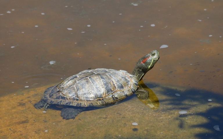 Do tortoises hibernate in Portugal? | Jardim Gulbenkian