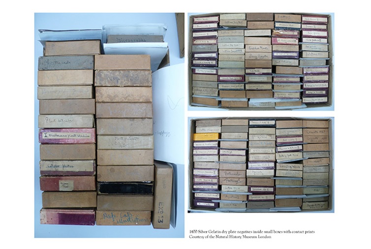 Books from the Sir Edward James Salisbury Archive