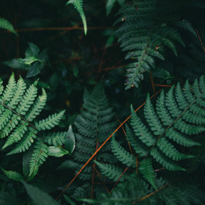 Florestas Silenciosas