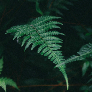 Florestas Silenciosas