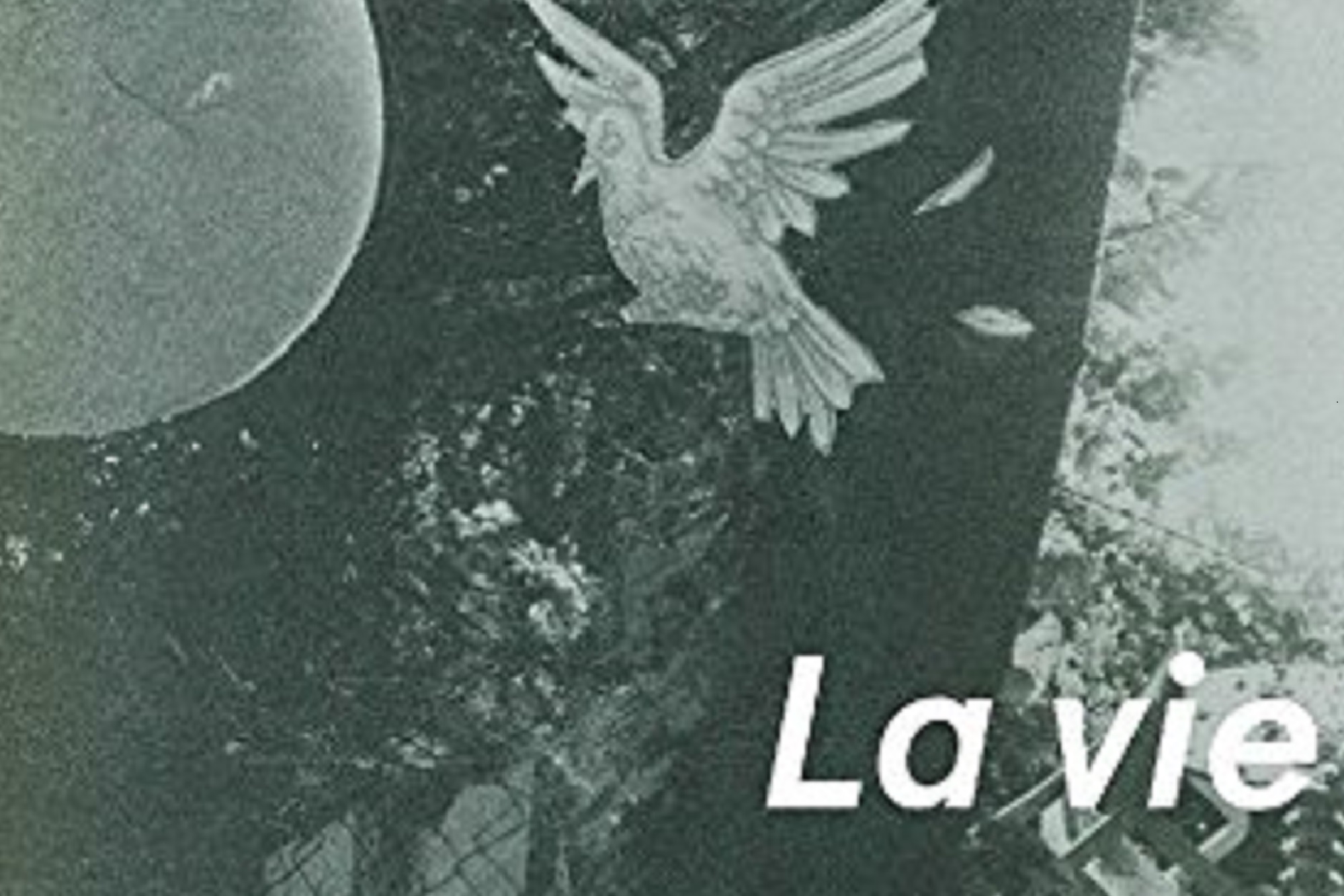 Sandra Rocha - La vie immédiate